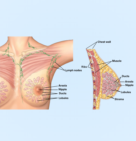 Breast Speciality Treatment